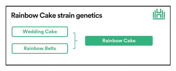 Rainbow Cake strain genetics