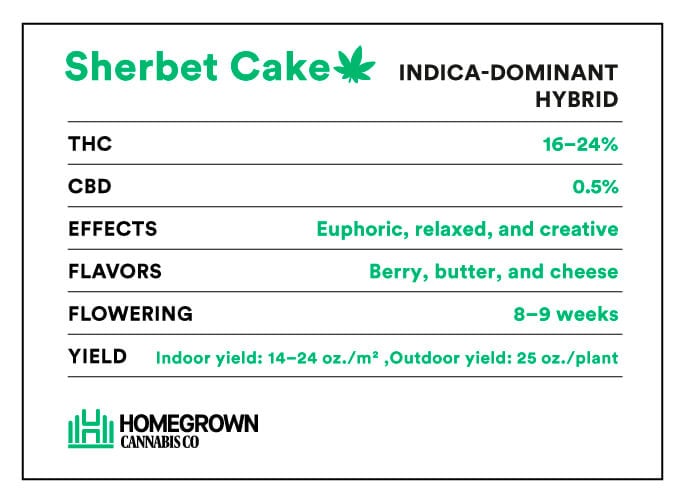 Sherbet Cake Strain info