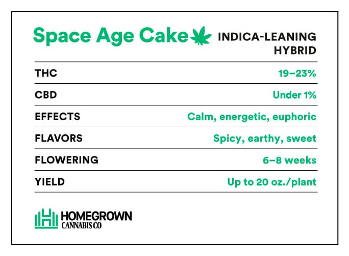 Space Age Cake Strain Info