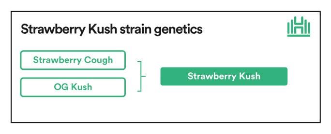 Strawberry Kush strain genetics