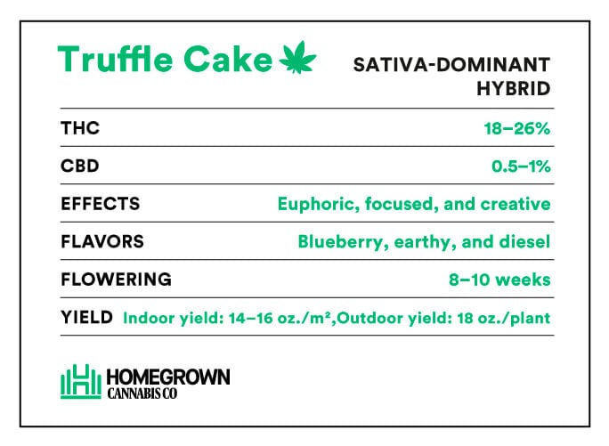 Truffle Cake strain info
