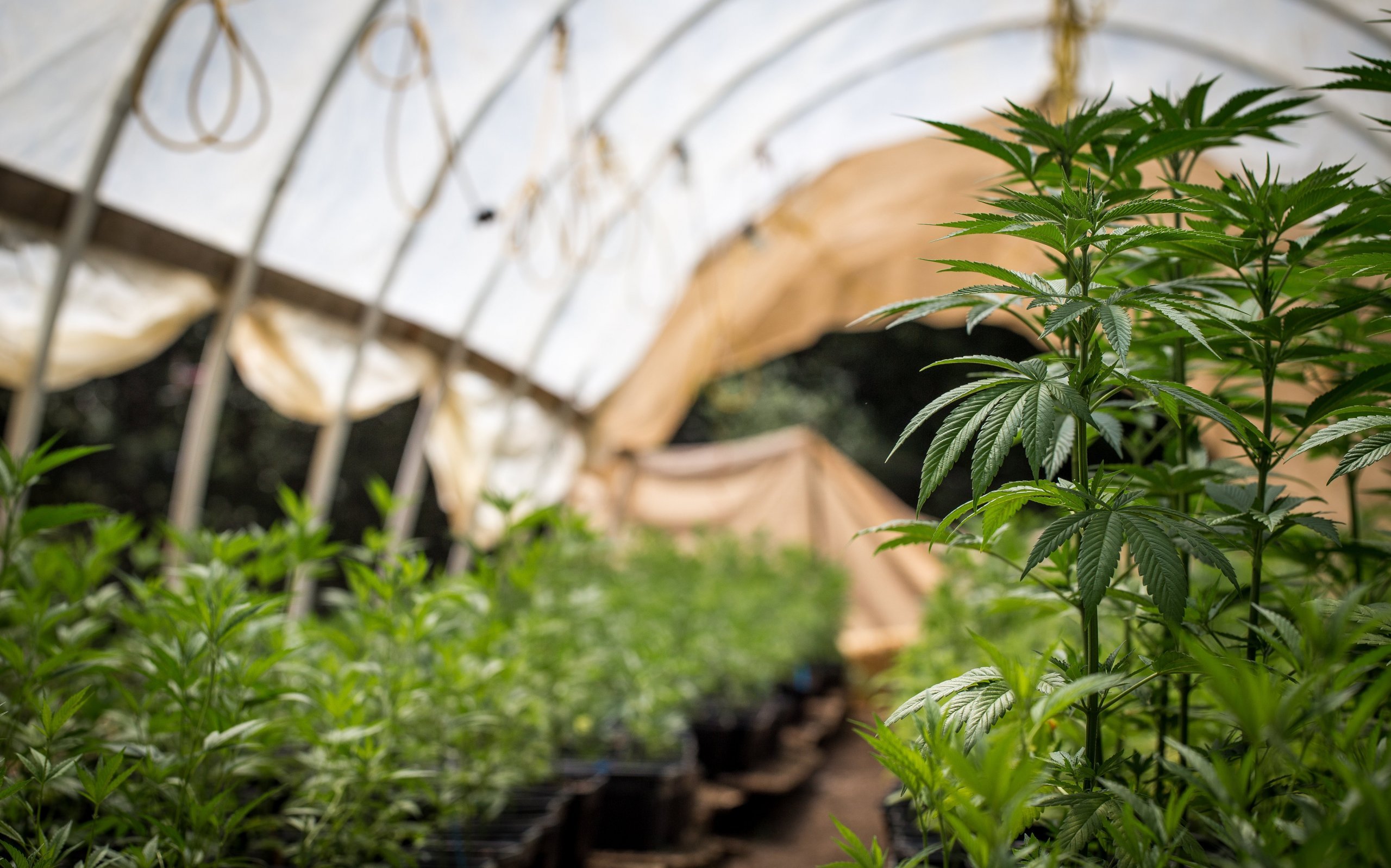 Re-Veg cannabis plants