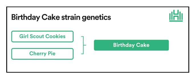 Birthday Cake Strain Genetics