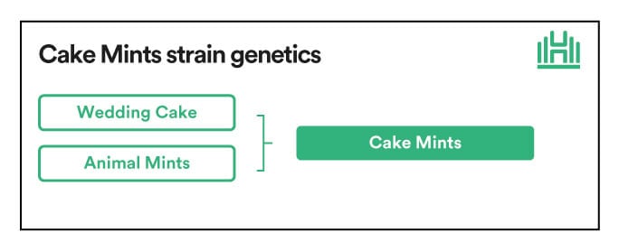 Cake Mints Strain genetics