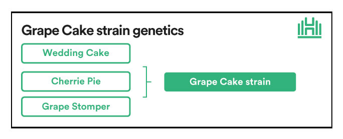 Grape Cake strain genetics