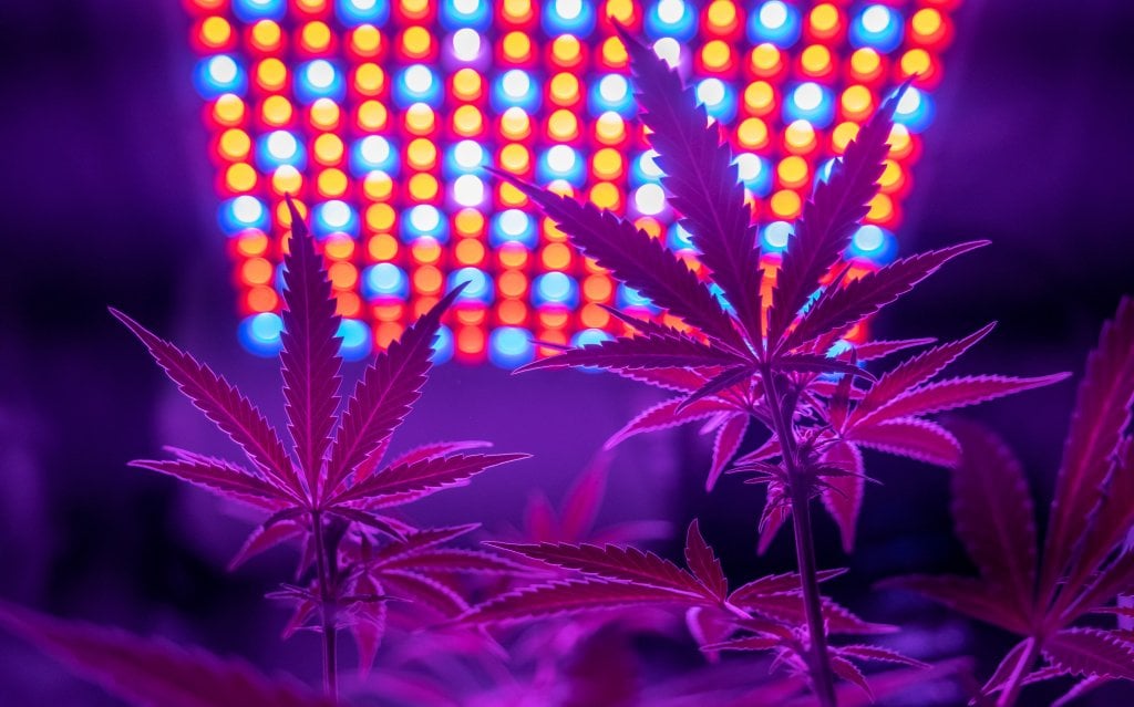 LED grow light distance chart for growing weed
