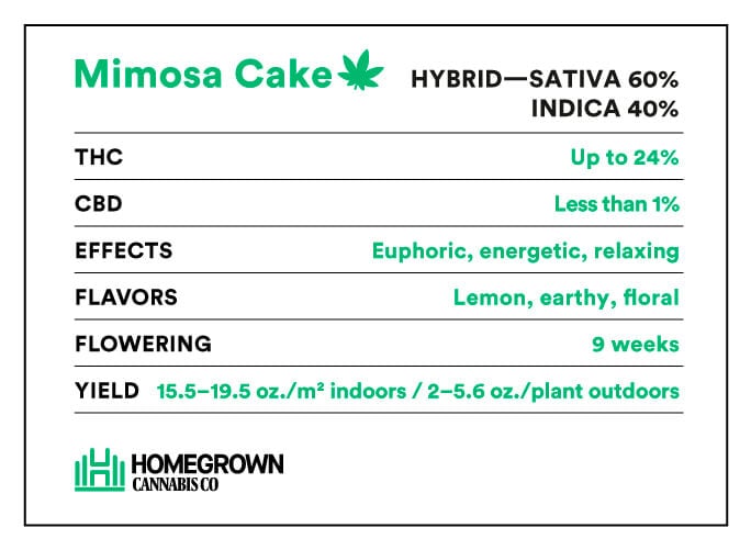 Mimosa Cake strain info