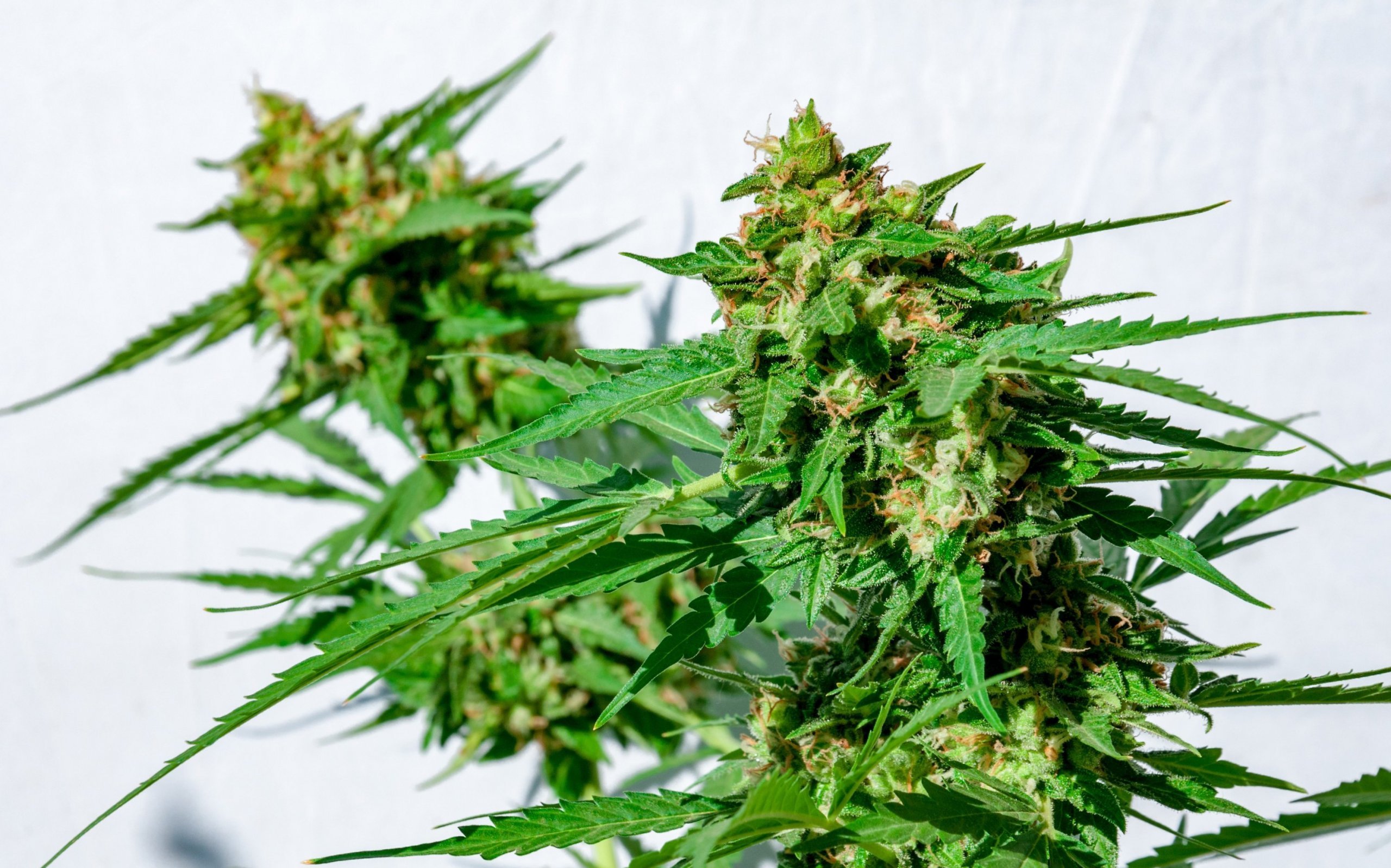 The ripening process of marijuana buds