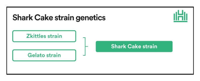Shark Cake strain genetics