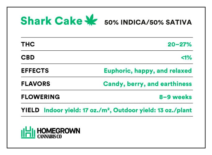 Shark Cake strain info