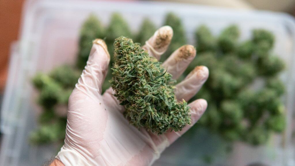 What is cannabis bud washing