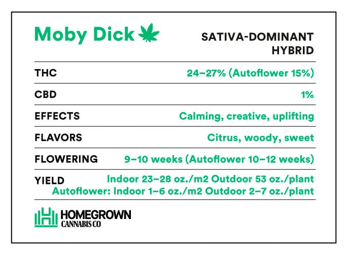 moby dick strain infomation