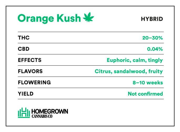 orange kush strain info