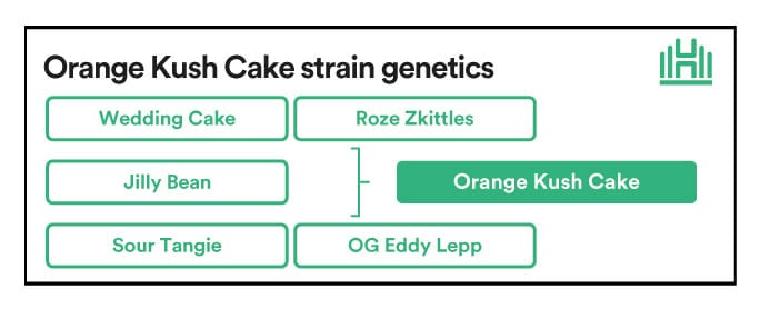 orange kush strain genetics