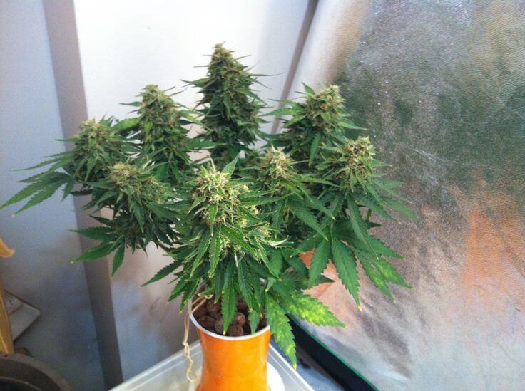 solo cup grow