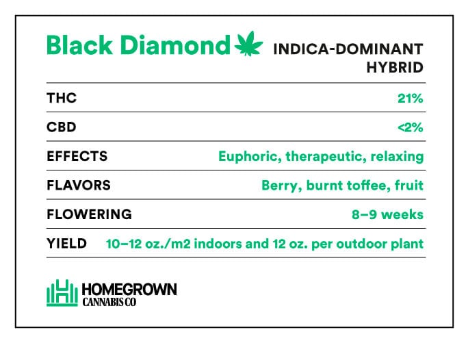 black diamond strain info