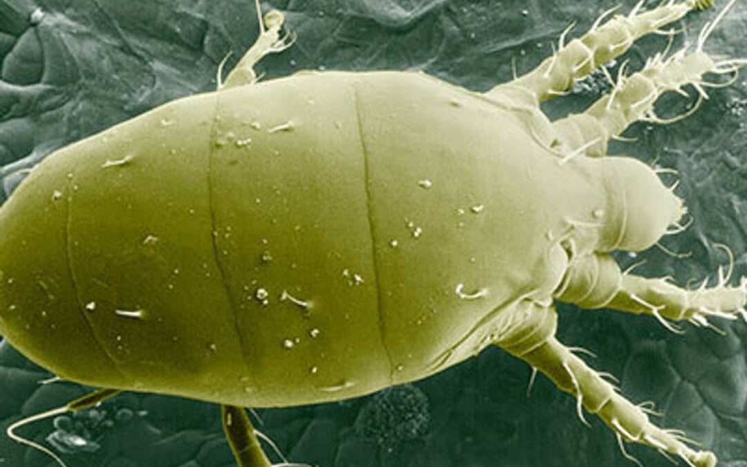 broad mite appearence