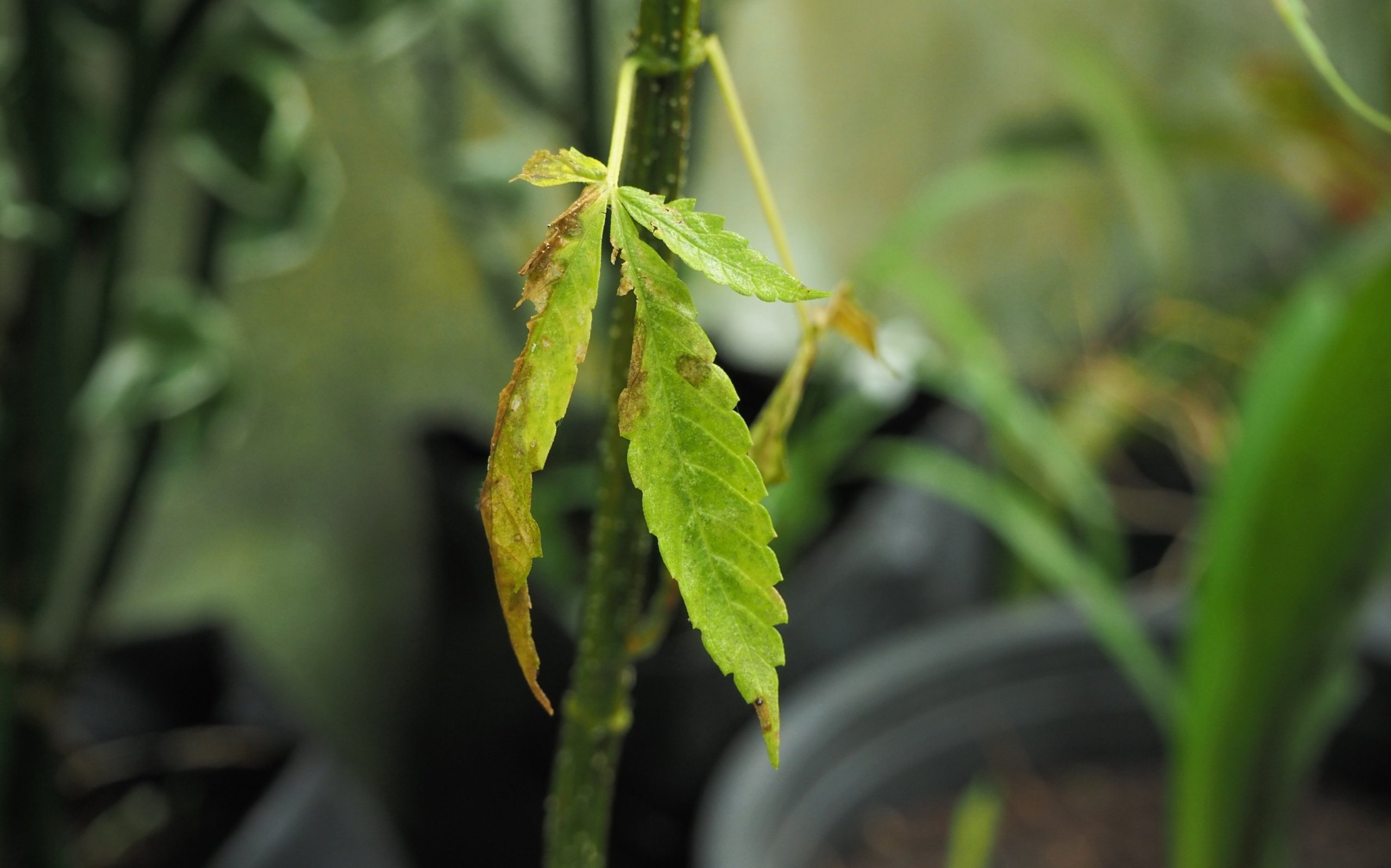 Signs of russet mites on cannabis