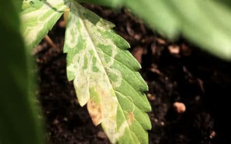 cannabis leaf affected leaf miners