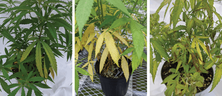 nutrient lockout evolution in cannabis plants