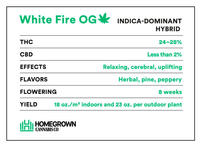 white fire OG strain info