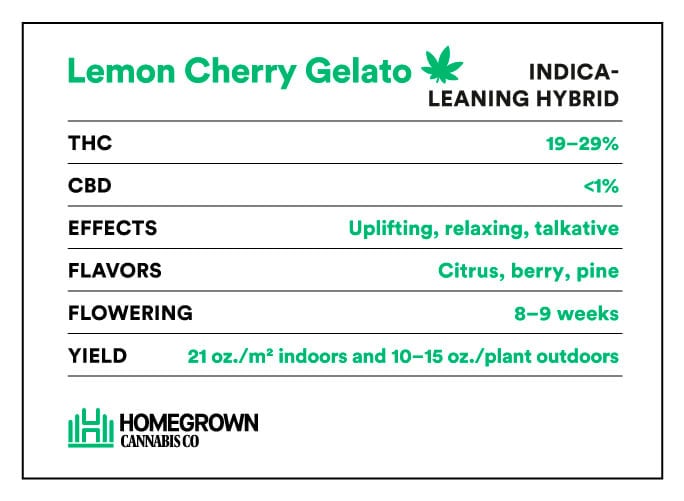 Lemon Cherry Gelato Strain infomation.