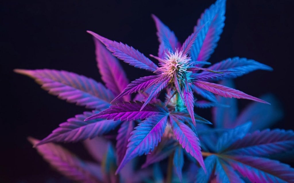blue and purple cannabis