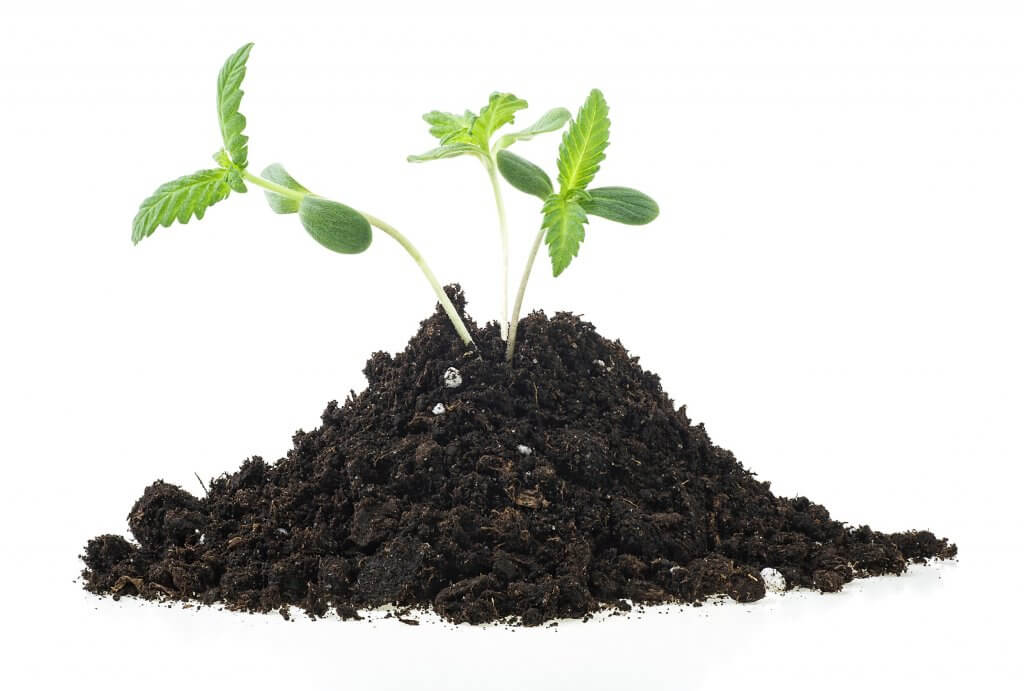 super soil for cannabis
