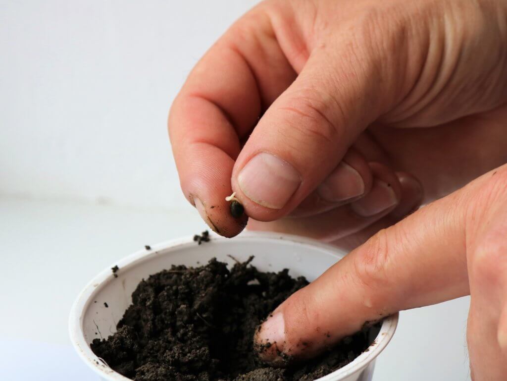 cannabis seeds in soil 