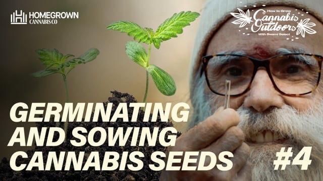 Germinating and sowing cannabis seeds - EP4