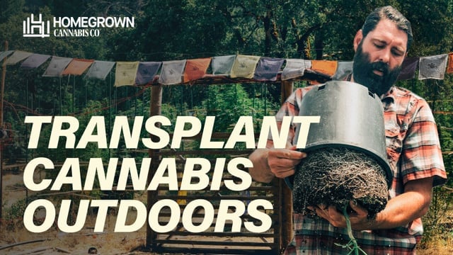 Transplanting cannabis - EP6