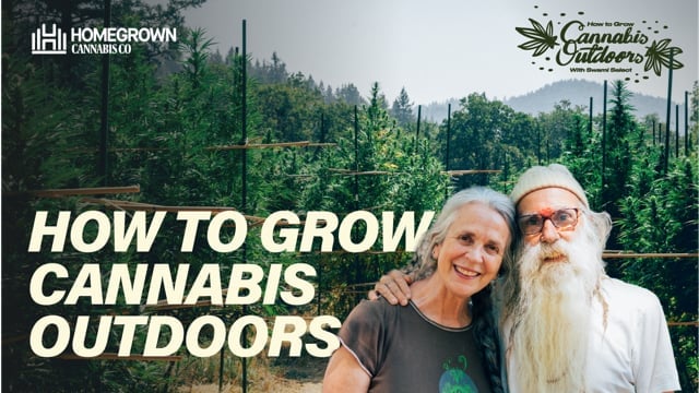 how to grow outdoor cannabis: EP1