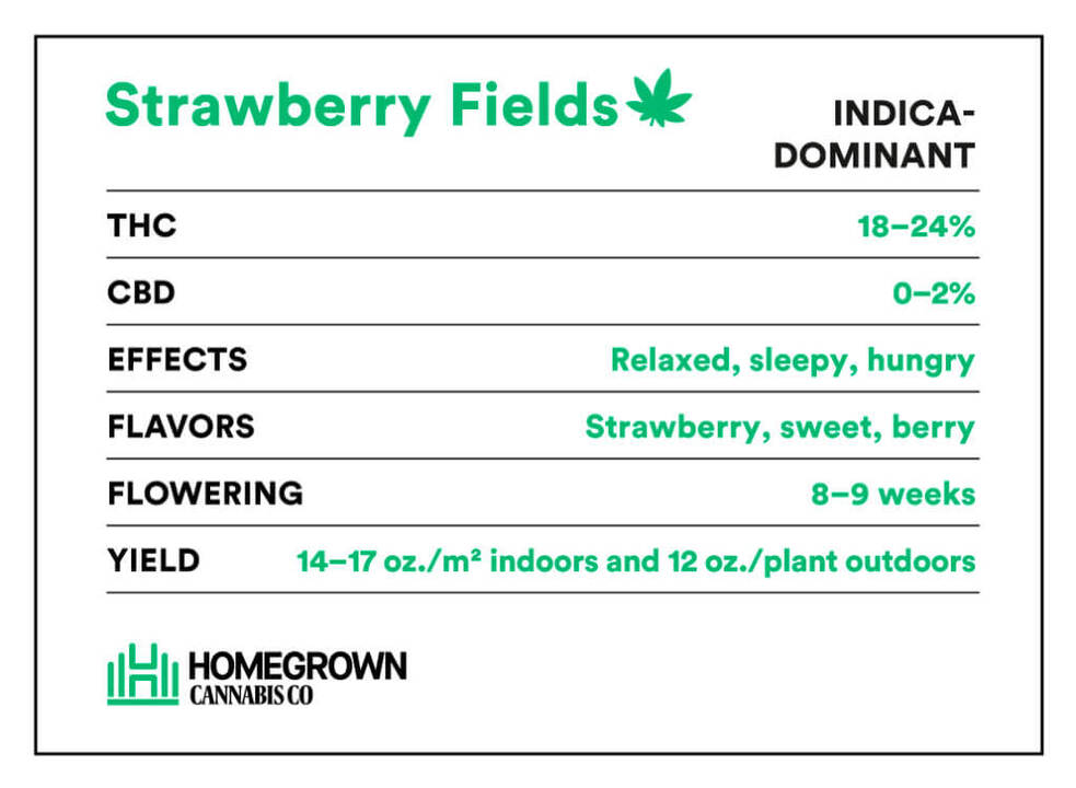 Strawberry Fields Strain Info