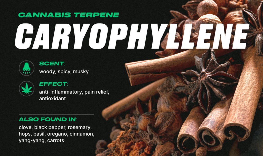 different cannabis terpenes: caryophyllene