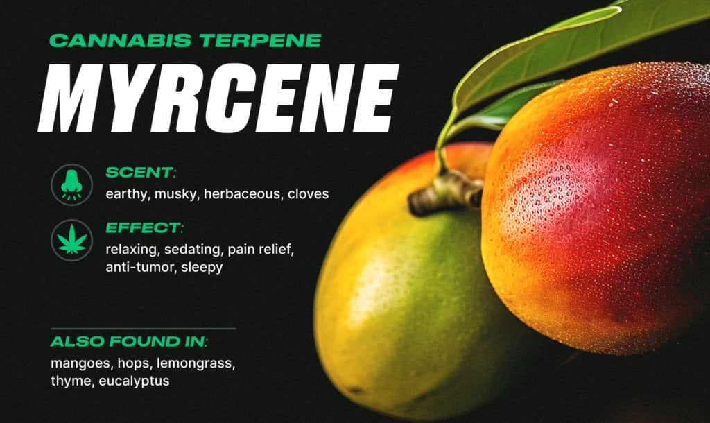 different cannabis terpenes: myrcene