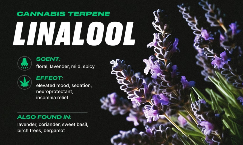 different cannabis terpenes: linalool