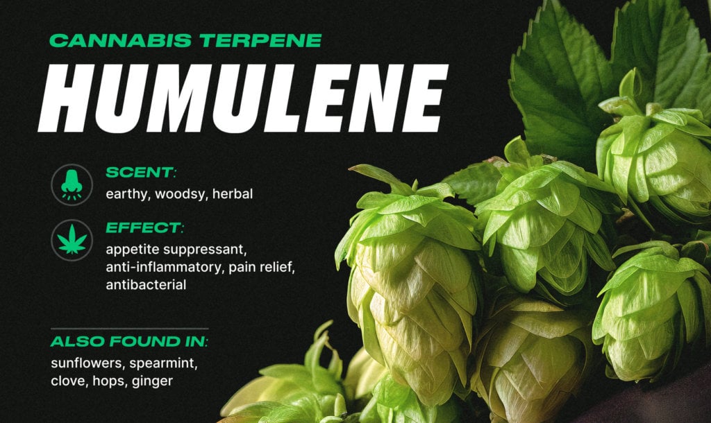 different cannabis terpenes: humulene