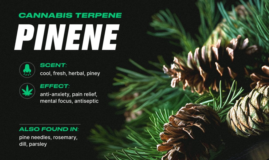 different cannabis terpenes: pinene