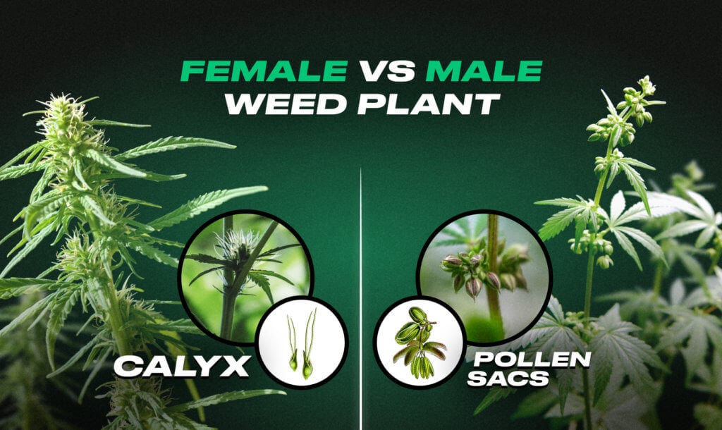 Male vs. Female Weed Plants