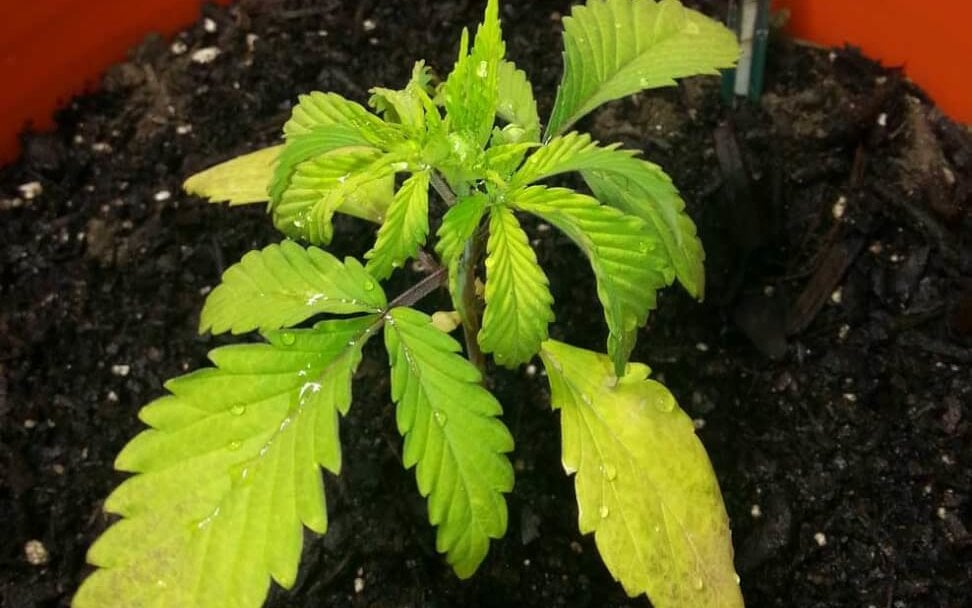 overwatering cannabis seedlings