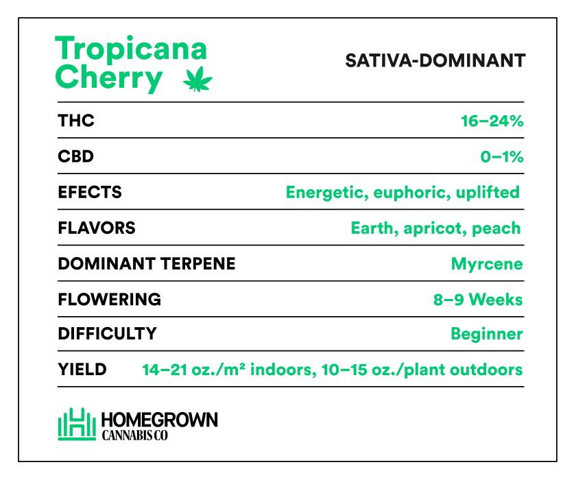 Tropicana Cherry Strain Info