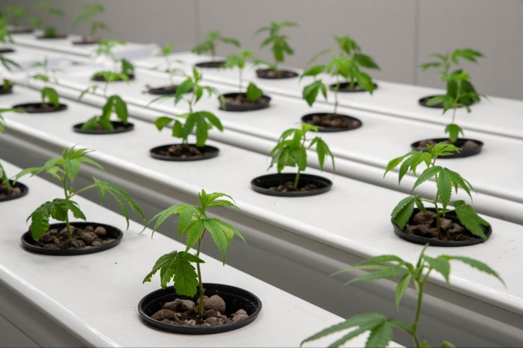 cannabis plant grown in soil 