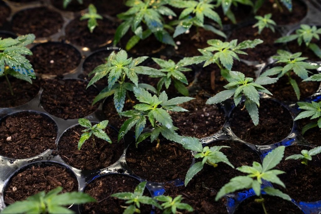 hydro vs soil for cannabis