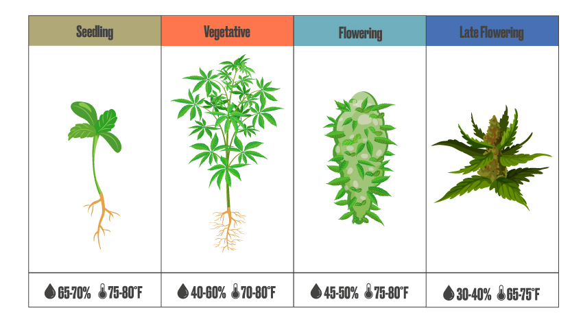 ideal cannabis humidity chart