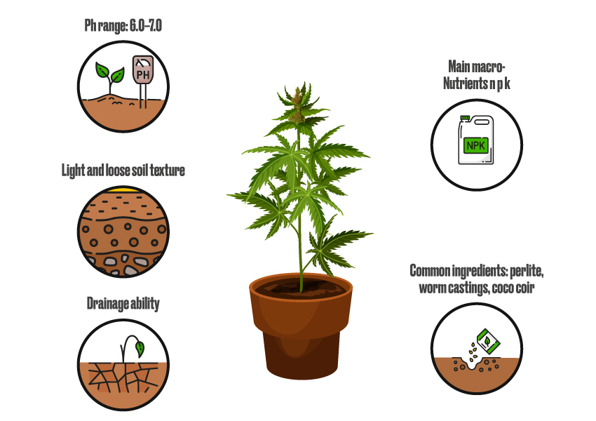 optimal conditions to grow cannabis - marijuana growing tips