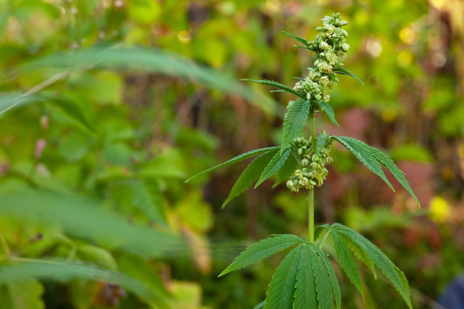 white cannabis buds