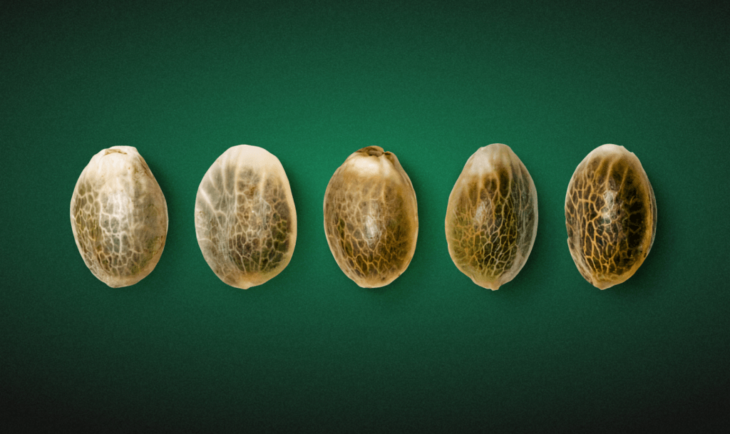  different colors of cannabis seeds