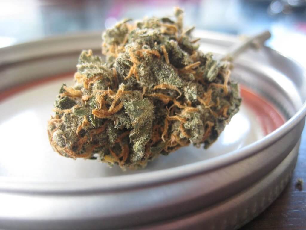 dry and cured cannabis bud