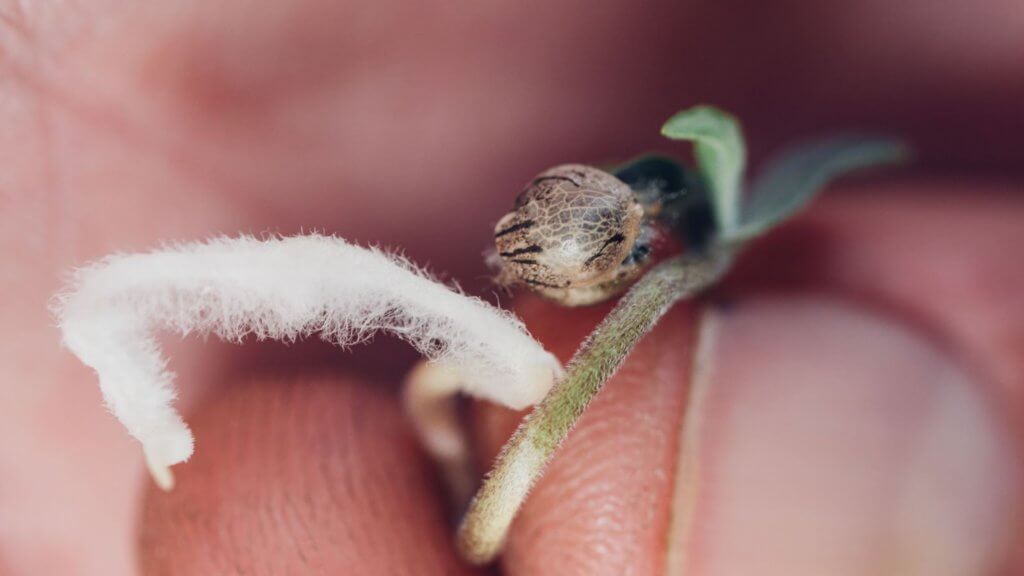 germinated cannabis seed