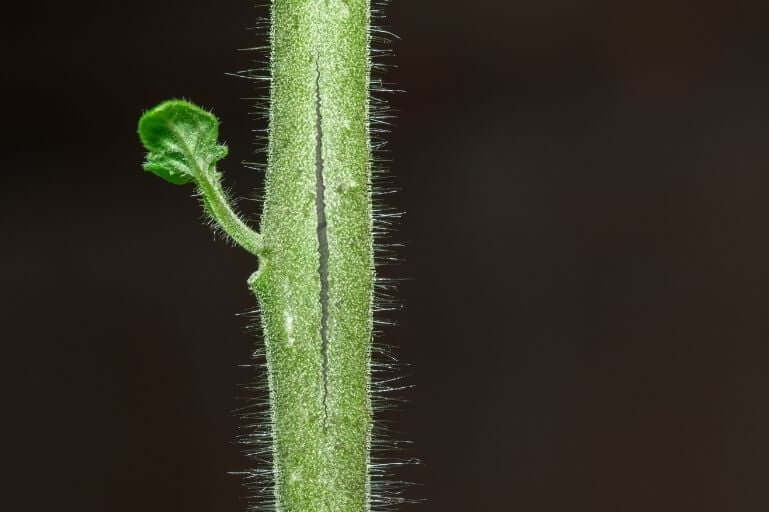 plant stem splitting